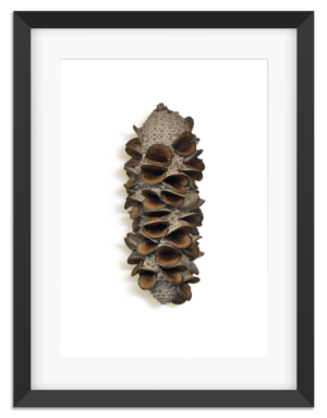 PictureFrame-Banksia-1a-1080px.png