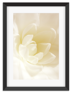 PictureFrame-Camellia4-1080px.png
