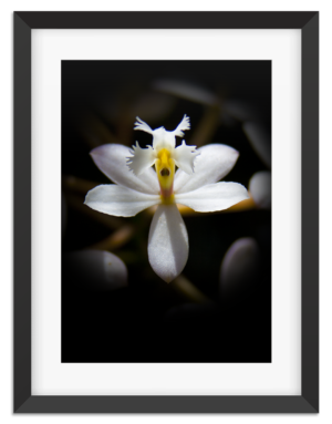 PictureFrame-ClownFaceFlower-2448-2-1080px.png