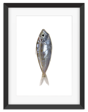 PictureFrame-Fishy2-1080px.png