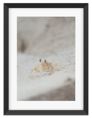 PictureFrame-TinySandCrab-1-6134-1080px.png